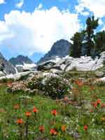 wildflowers above Ediza